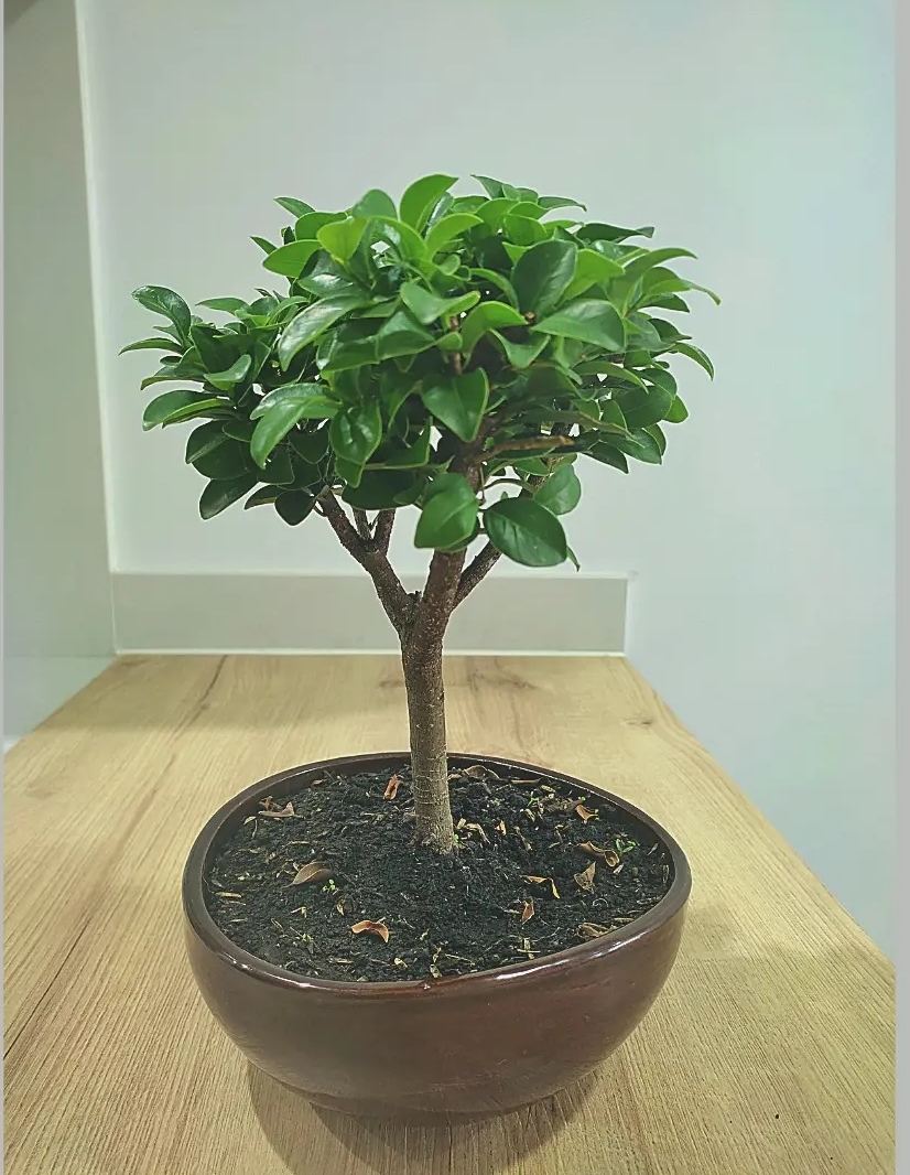 Ficus Nativa