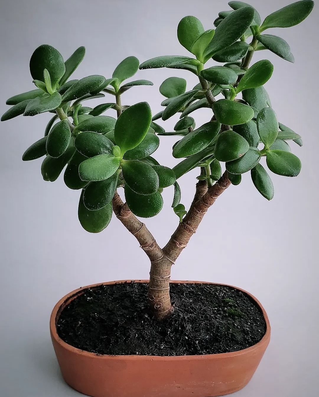 Planta de Jade Nativa