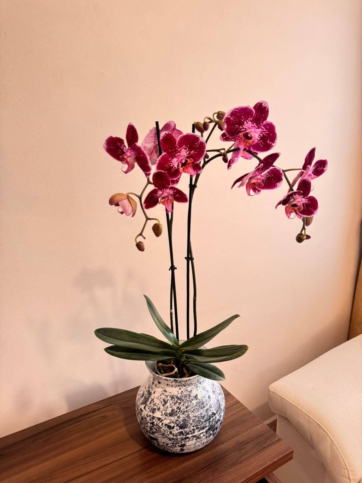 Orquídea Phalaenopsis Nativa